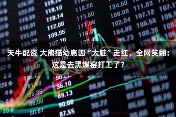 天牛配资 大熊猫幼崽因“太脏”走红，全网笑翻：这是去黑煤窑打工了？